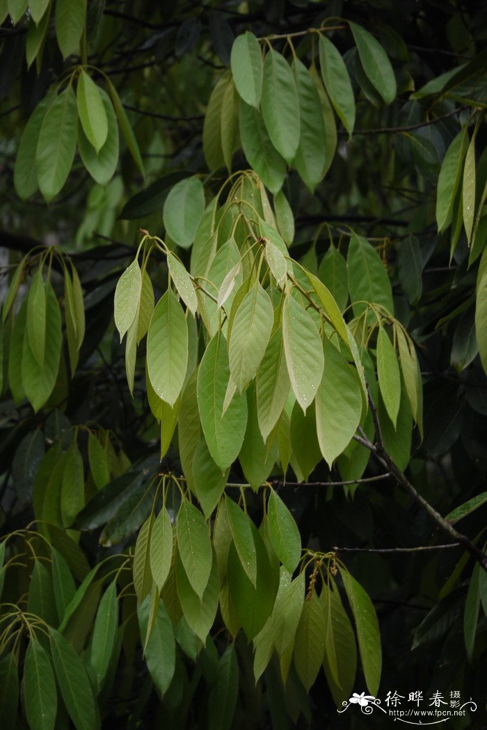 饭甑青冈Cyclobalanopsis fleuryi 饭甑青冈Cyclobalanopsis fleuryi