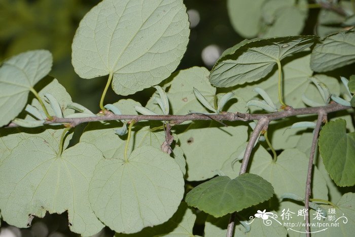 连香树Cercidiphyllum japonicum