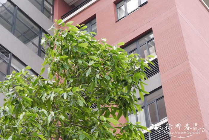合果木Michelia baillonii 合果木Michelia baillonii