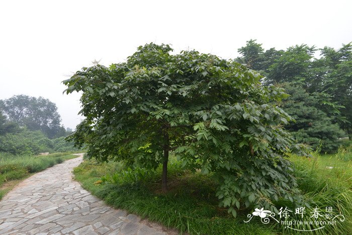 盐肤木Rhus chinensis