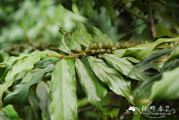 斜脉粗叶木Lasianthus verticillatus 斜脉粗叶木Lasianthus verticillatus