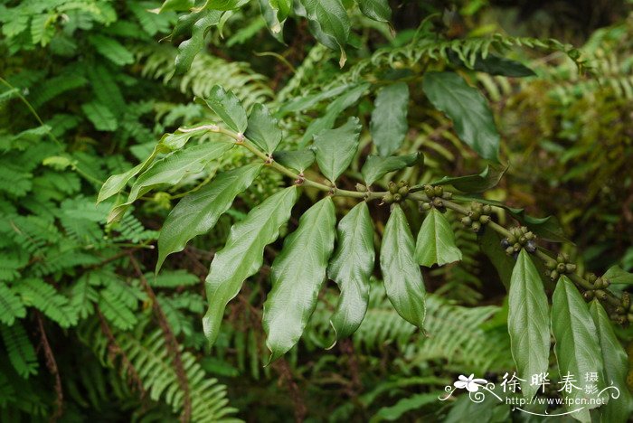 斜脉粗叶木Lasianthus verticillatus