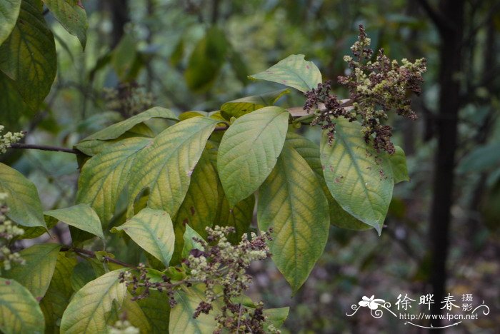 水锦树Wendlandia uvarufolia 水锦树Wendlandia uvarufolia