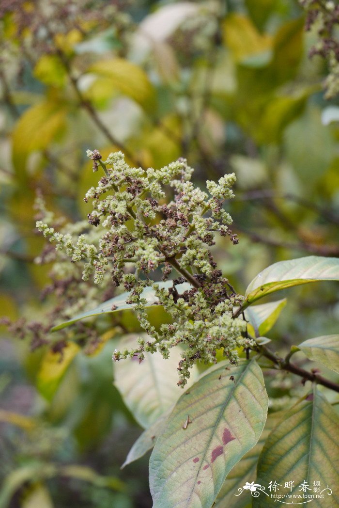 水锦树Wendlandia uvarufolia 水锦树Wendlandia uvarufolia