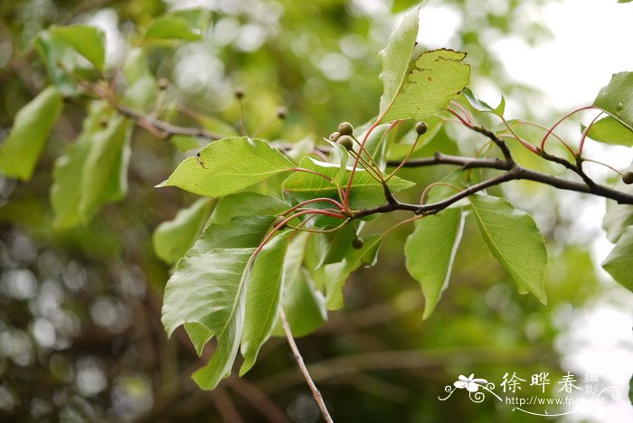 豆梨Pyrus calleryana 豆梨Pyrus calleryana