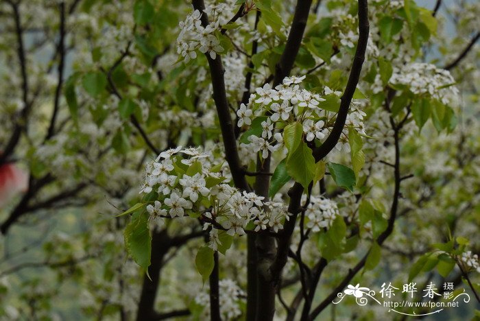 豆梨Pyrus calleryana 豆梨Pyrus calleryana