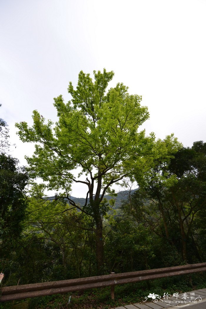豆梨Pyrus calleryana 豆梨Pyrus calleryana