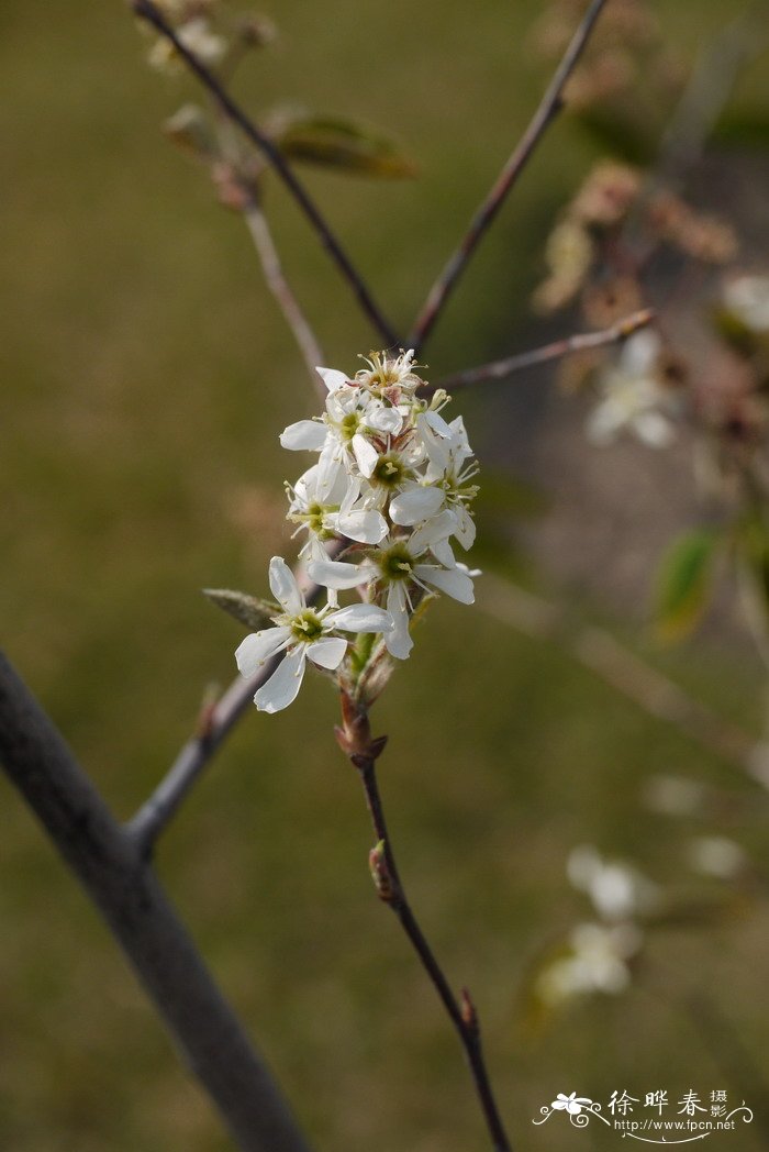 加拿大唐棣Amelanchier canadensis