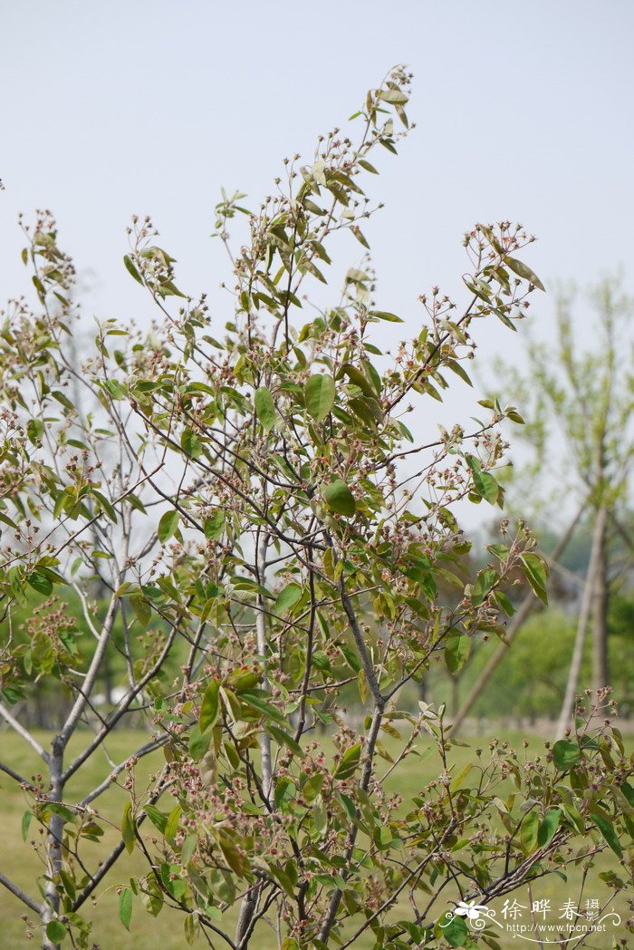 加拿大唐棣Amelanchier canadensis 加拿大唐棣Amelanchier canadensis