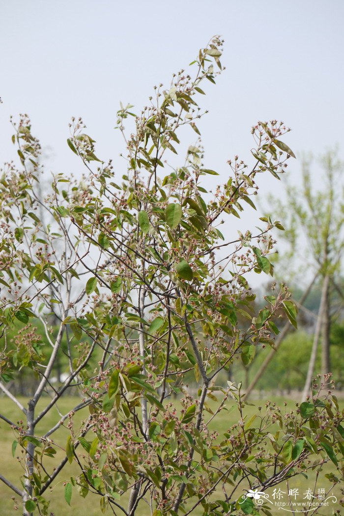 加拿大唐棣Amelanchier canadensis