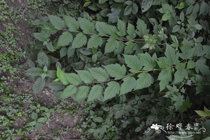 华空木Stephanandra chinensis 华空木Stephanandra chinensis