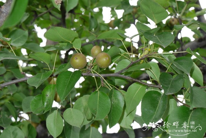 褐梨Pyrus phaeocarpa