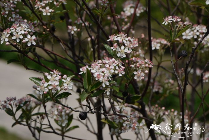 红苦味果品种Aronia arbutifolia 'Erecta'