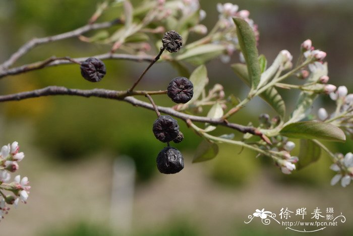 红苦味果品种Aronia arbutifolia 'Erecta'