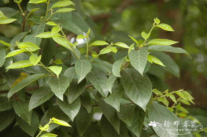 臀果木Pygeum topengii 臀果木Pygeum topengii