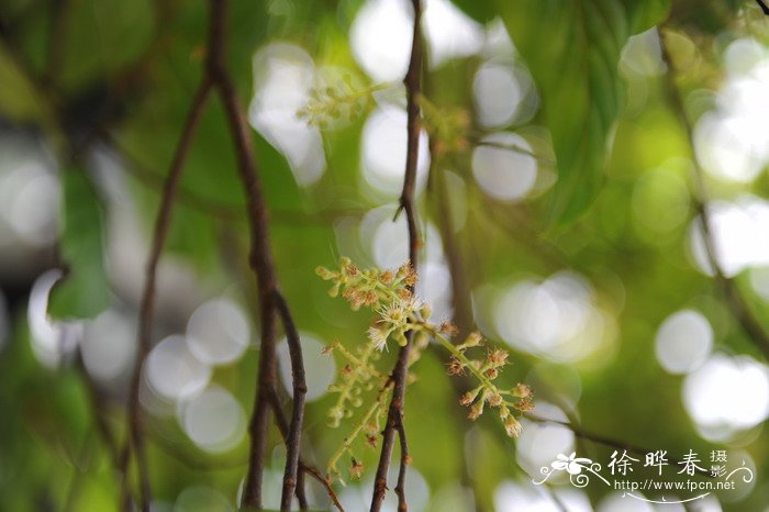 臀果木Pygeum topengii 臀果木Pygeum topengii