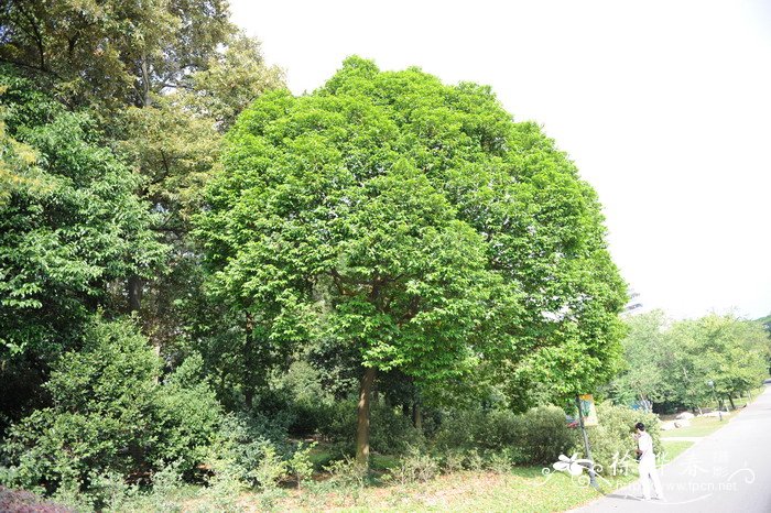 臀果木Pygeum topengii 臀果木Pygeum topengii