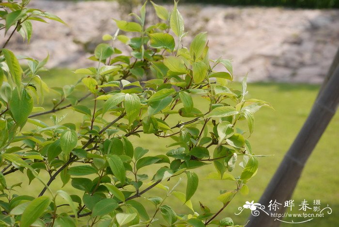 七子花Heptacodium miconioides 七子花Heptacodium miconioides