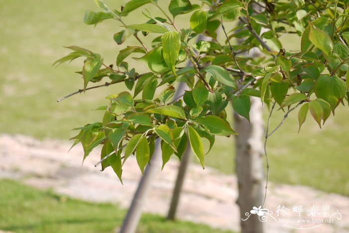 七子花Heptacodium miconioides 七子花Heptacodium miconioides