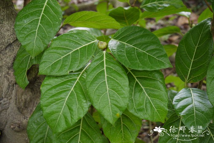 棱果榕Ficus septica 棱果榕Ficus septica