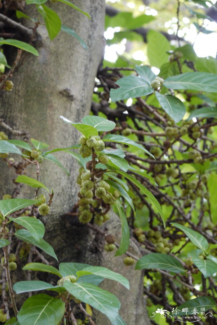 棱果榕Ficus septica 棱果榕Ficus septica