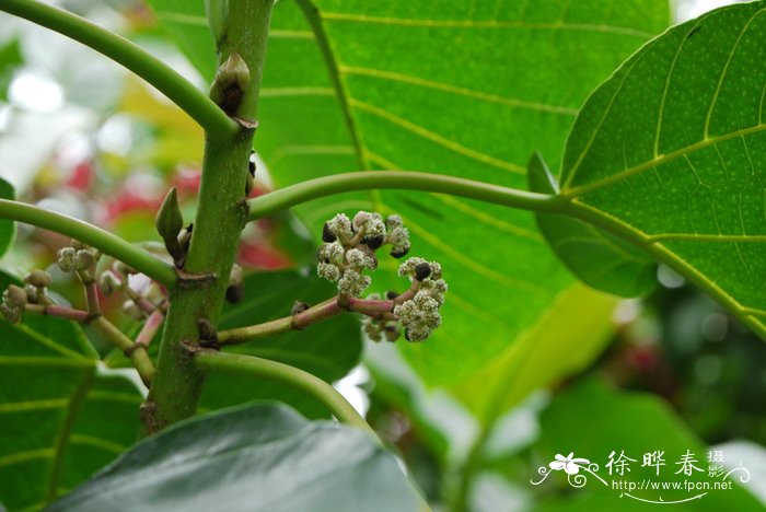 锥头麻Poikilospermum acuminatum