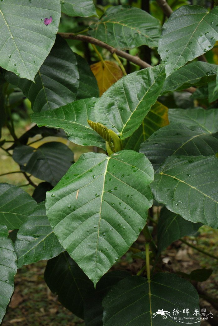 锥头麻Poikilospermum acuminatum