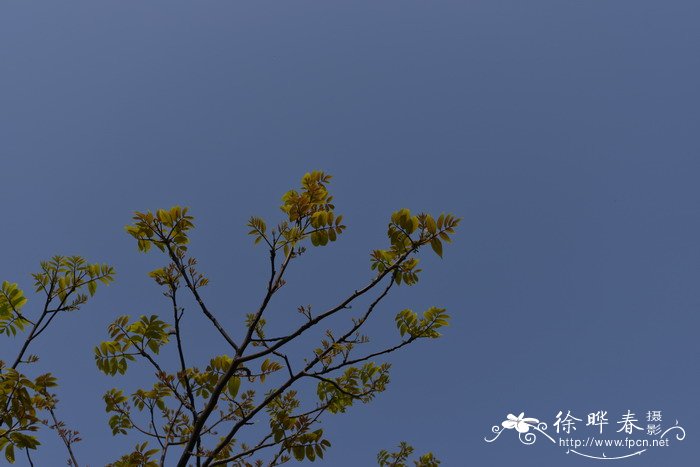 瘿椒树Tapiscia sinensis