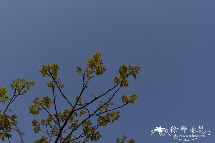 瘿椒树Tapiscia sinensis 瘿椒树Tapiscia sinensis