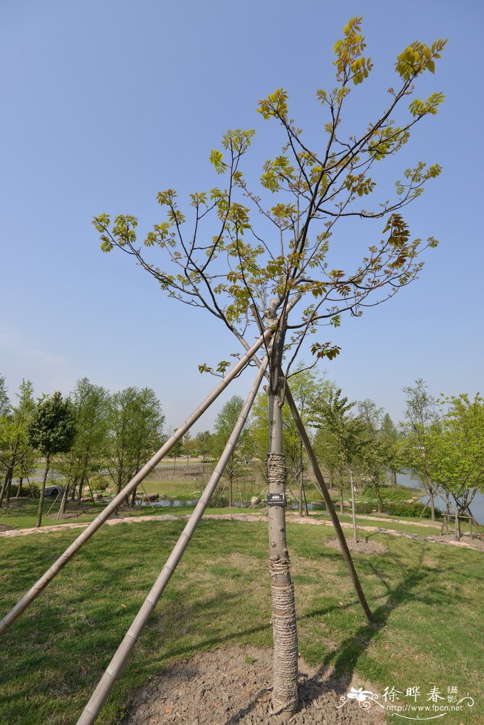 瘿椒树Tapiscia sinensis 瘿椒树Tapiscia sinensis