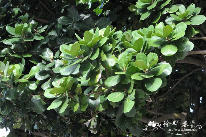 台湾胶木Palaquium formosanum 台湾胶木Palaquium formosanum