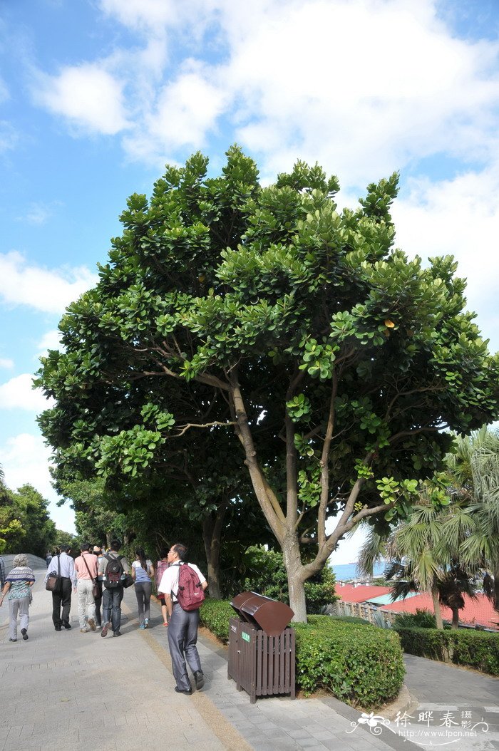 台湾胶木Palaquium formosanum 台湾胶木Palaquium formosanum