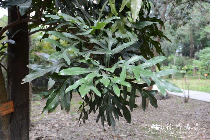 火轮树Stenocarpus sinuatus 火轮树Stenocarpus sinuatus