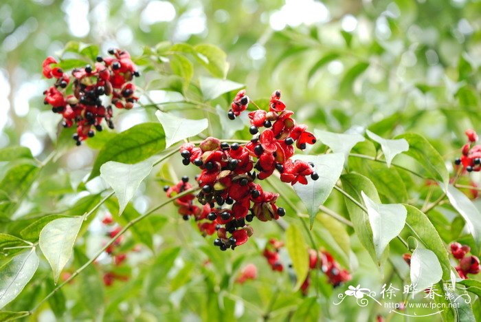 野鸦椿Euscaphis japonica 野鸦椿Euscaphis japonica