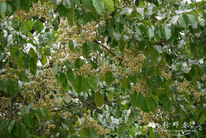 乌墨Syzygium cumini 乌墨Syzygium cumini