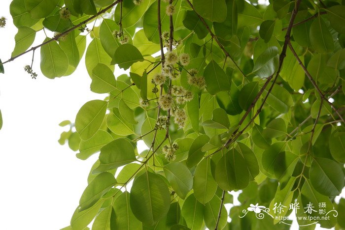 乌墨Syzygium cumini