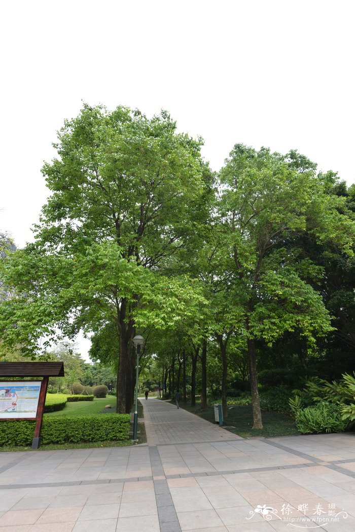 乌墨Syzygium cumini 乌墨Syzygium cumini