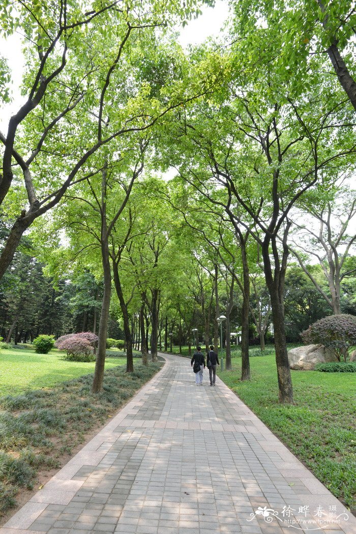 乌墨Syzygium cumini 乌墨Syzygium cumini