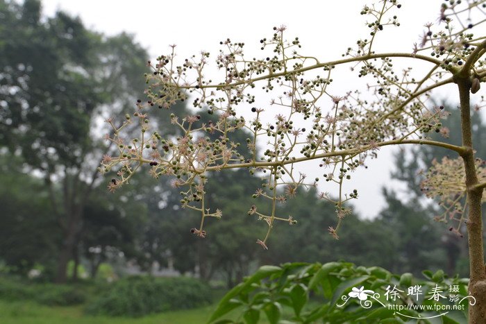 辽东楤木Aralia elata 辽东楤木Aralia elata
