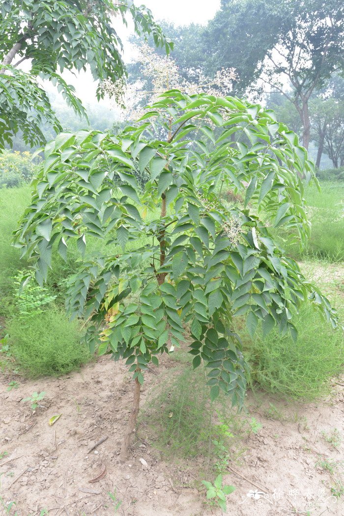 辽东楤木Aralia elata 辽东楤木Aralia elata