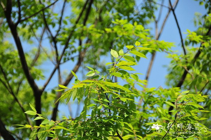 榉树Zelkova serrata 榉树Zelkova serrata