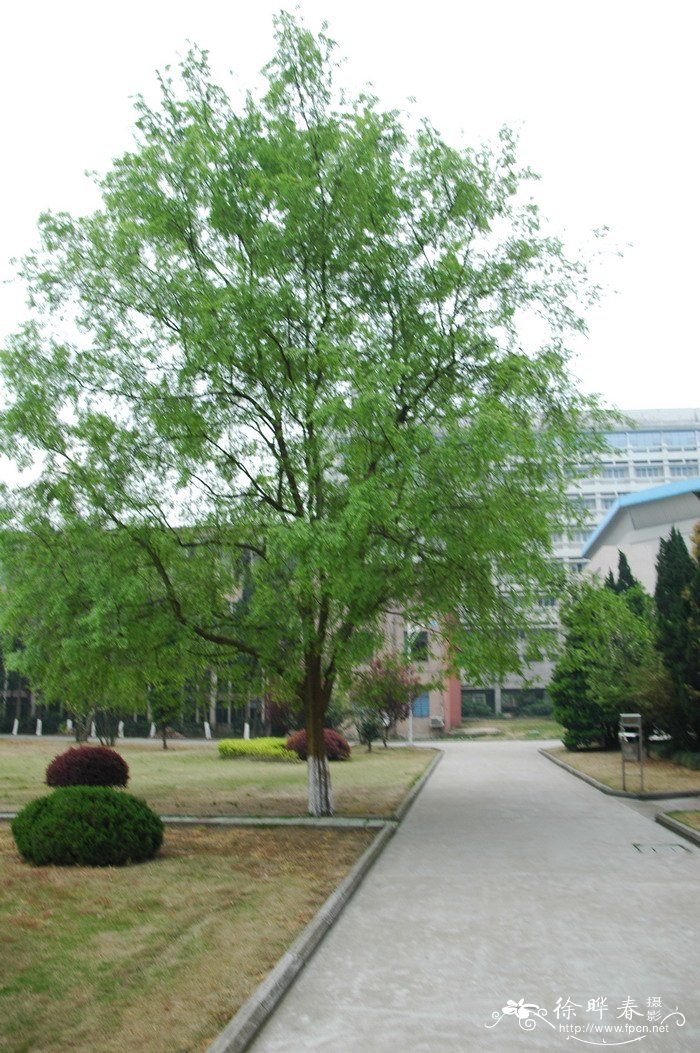 榉树Zelkova serrata 榉树Zelkova serrata