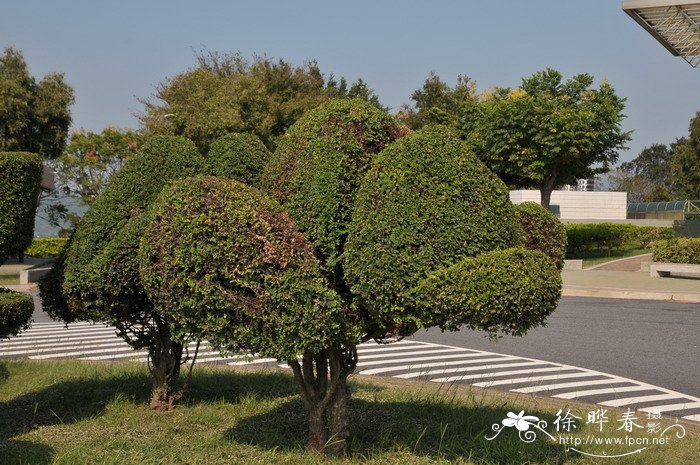 榉树Zelkova serrata