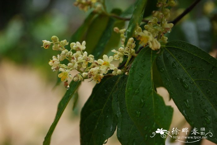 破布木Cordia dichotoma 破布木Cordia dichotoma