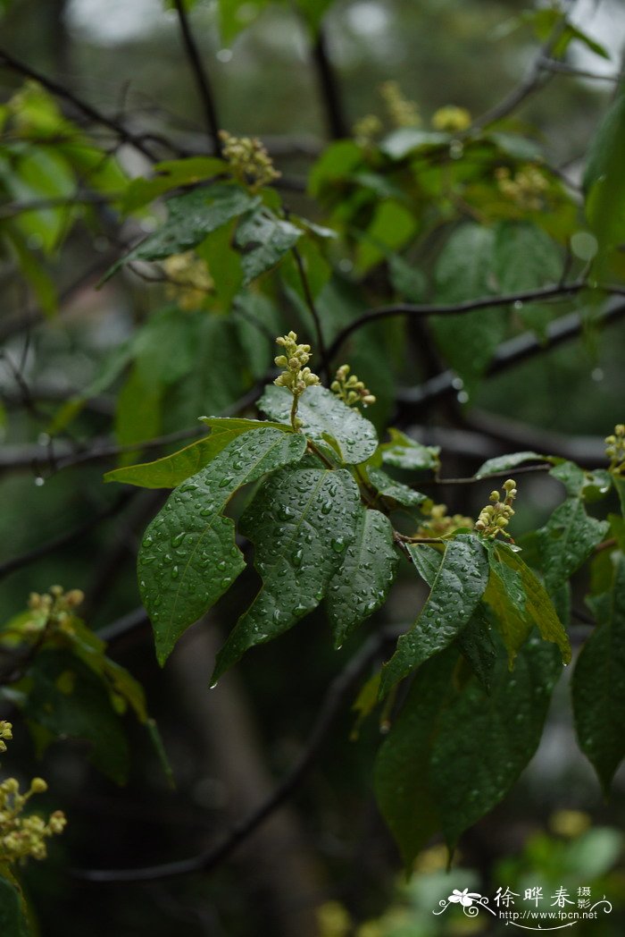 破布木Cordia dichotoma 破布木Cordia dichotoma