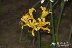 中国石蒜Lycoris chinensis