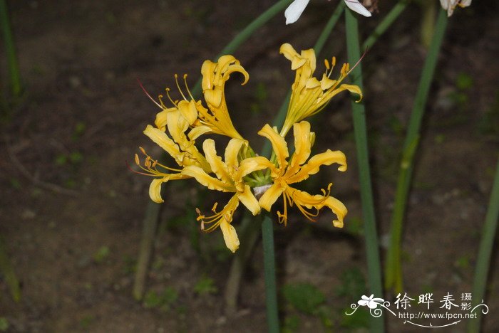 中国石蒜Lycoris chinensis 中国石蒜Lycoris chinensis