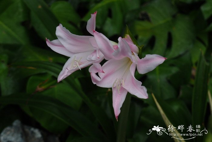 文殊伞百合x Amarcrinum 'Howardii'