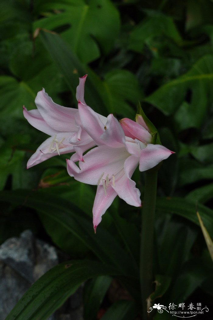 文殊伞百合x Amarcrinum 'Howardii'