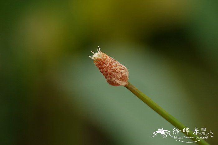 黑籽荸荠Eleocharis geniculata